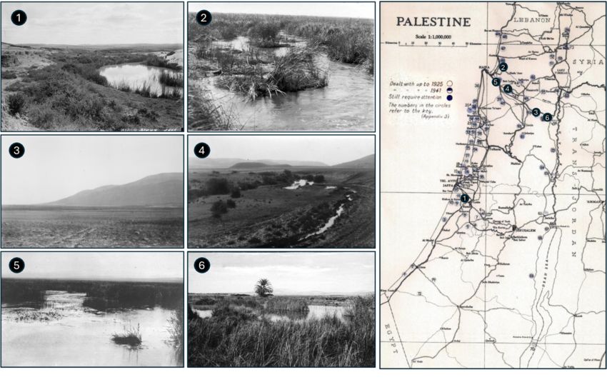 The-Palestine-Department-of-Health-7-map-of-the-more-important-swamp-areas-in-the-early